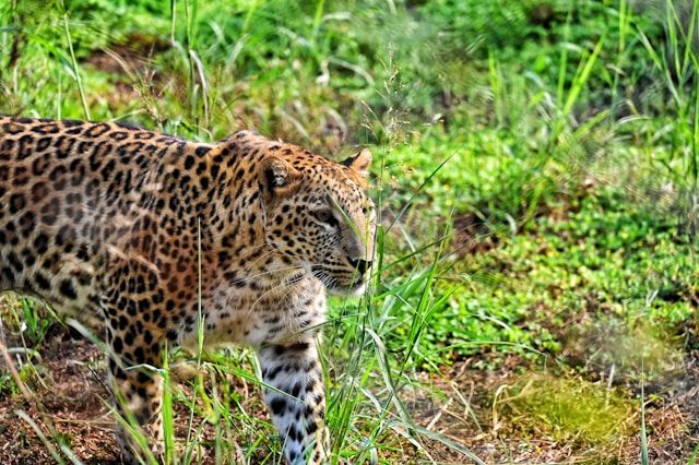 Lucky leopard chance