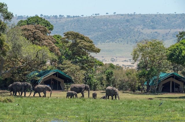 Dubare Elephant Camp