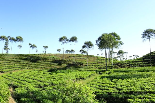 Jorhat Tea Gardens & Estate Trails  
