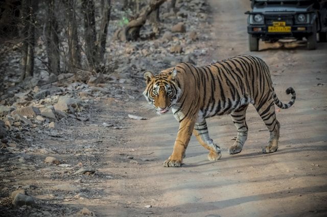 Tiger Safari in Ranthambore