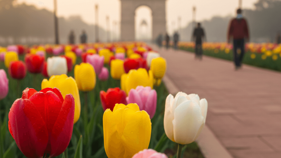 This One Road in Delhi Becomes a Seasonal Destination for Tulip Walks Each Year