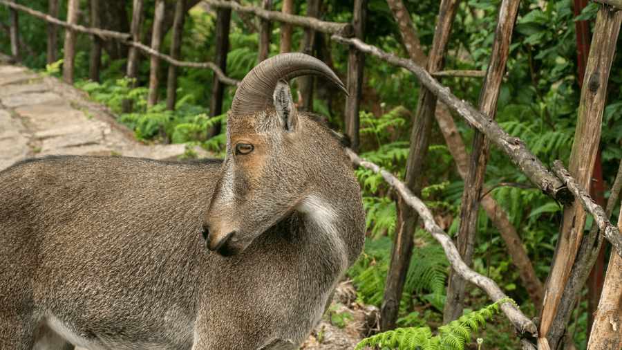 Nilgiri Tahr Sightings