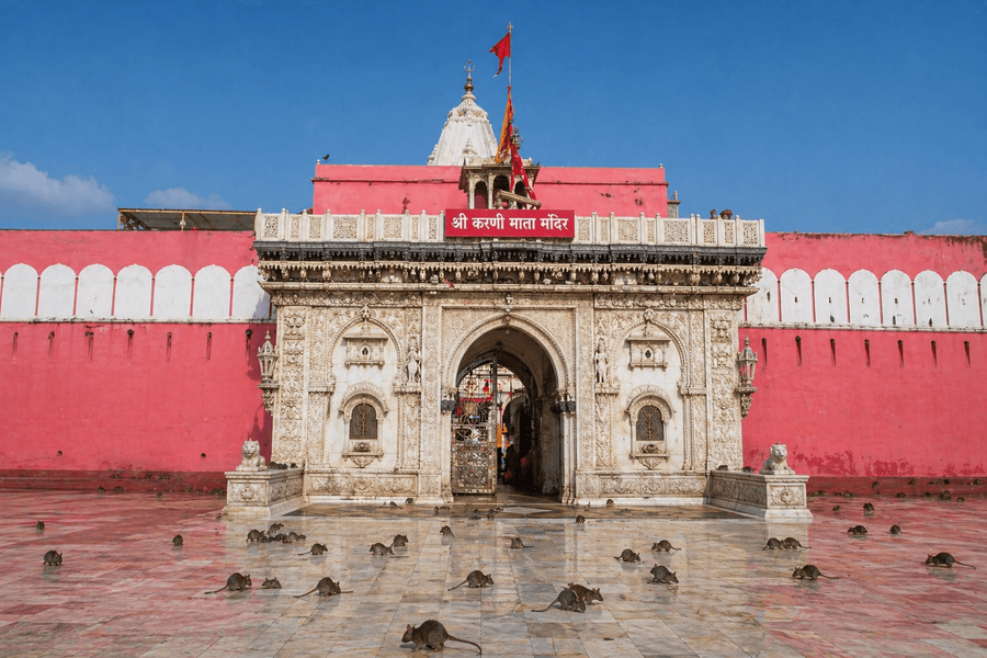 Karni Mata Temple (Deshnoke)