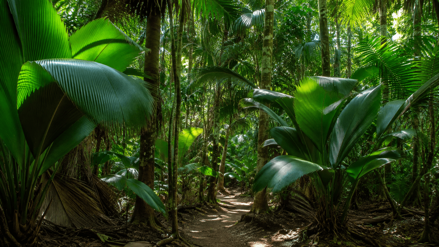 Praslin highlight