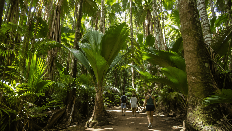 Prehistoric Palm Forest