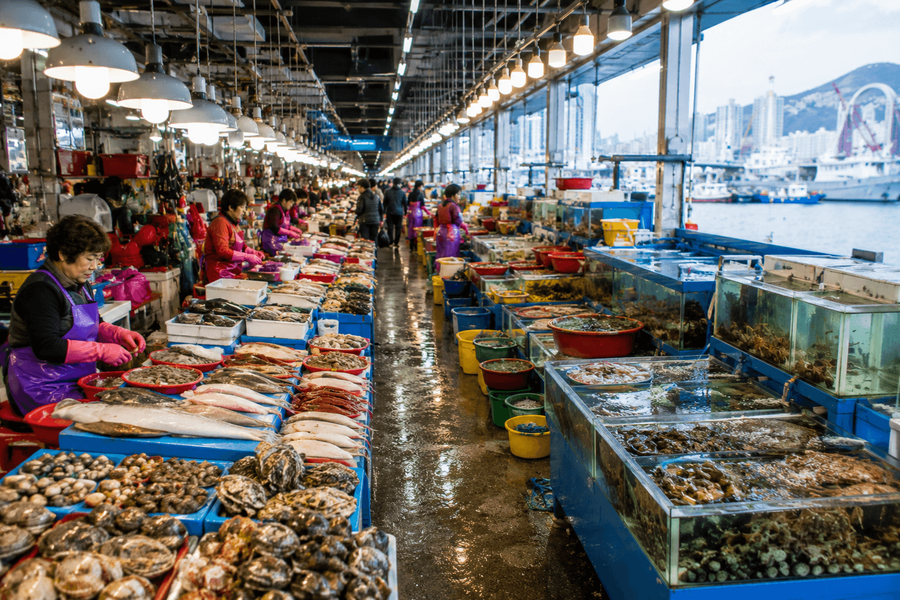 Visit Jagalchi Fish Market