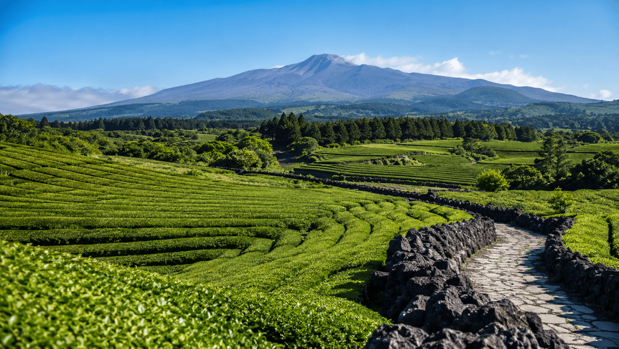 Jeju Island highlight
