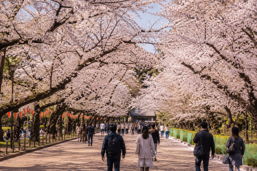 Cherry Blossom Walks