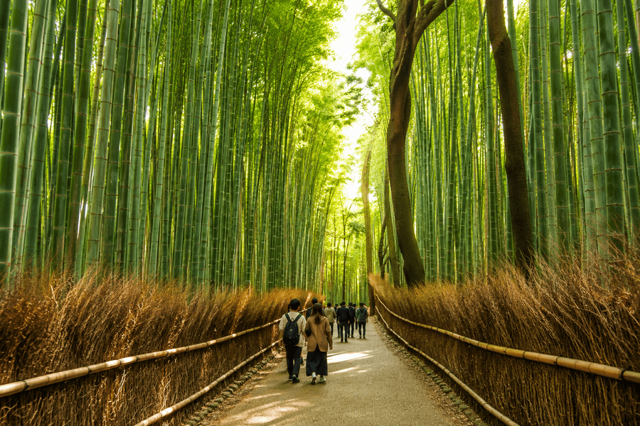 Arashiyama Bamboo Forest & Togetsukyo Bridge