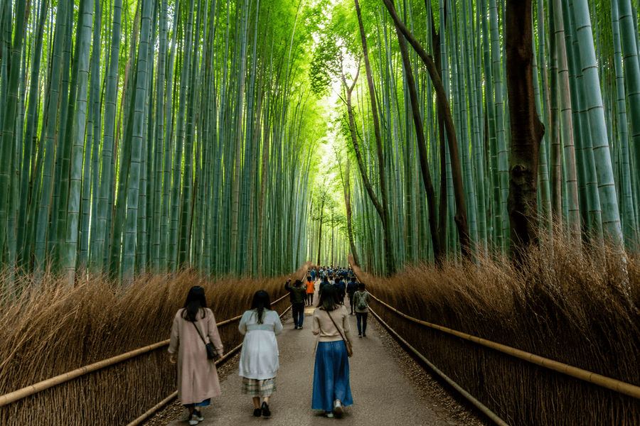 Magical Bamboo Grove Walk