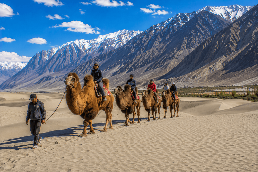 Rare Double-Humped Bactrian Camels