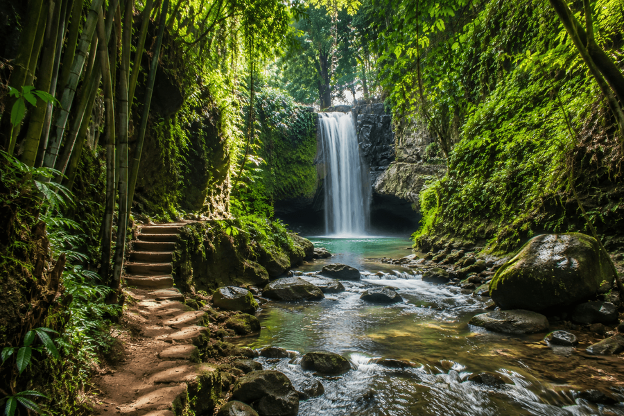 Peaceful Jungle Atmosphere