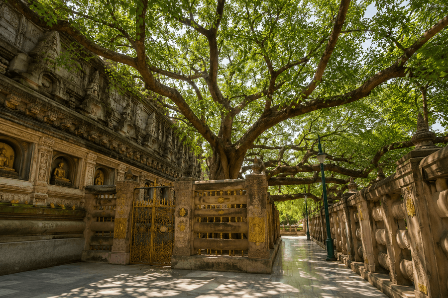 Bodhi Tree