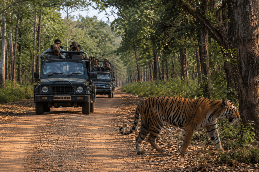 Bandipur Jeep Safari