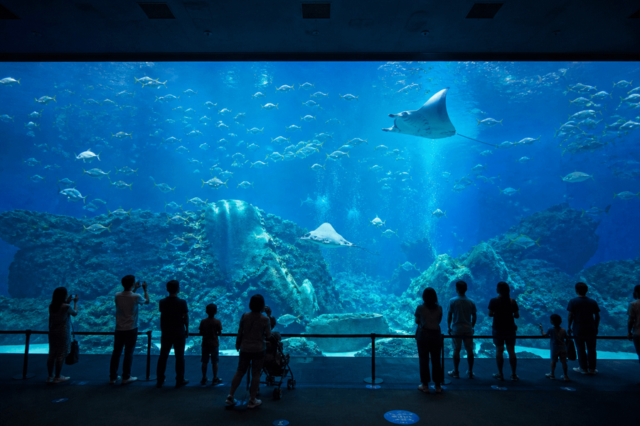 Open Ocean Window