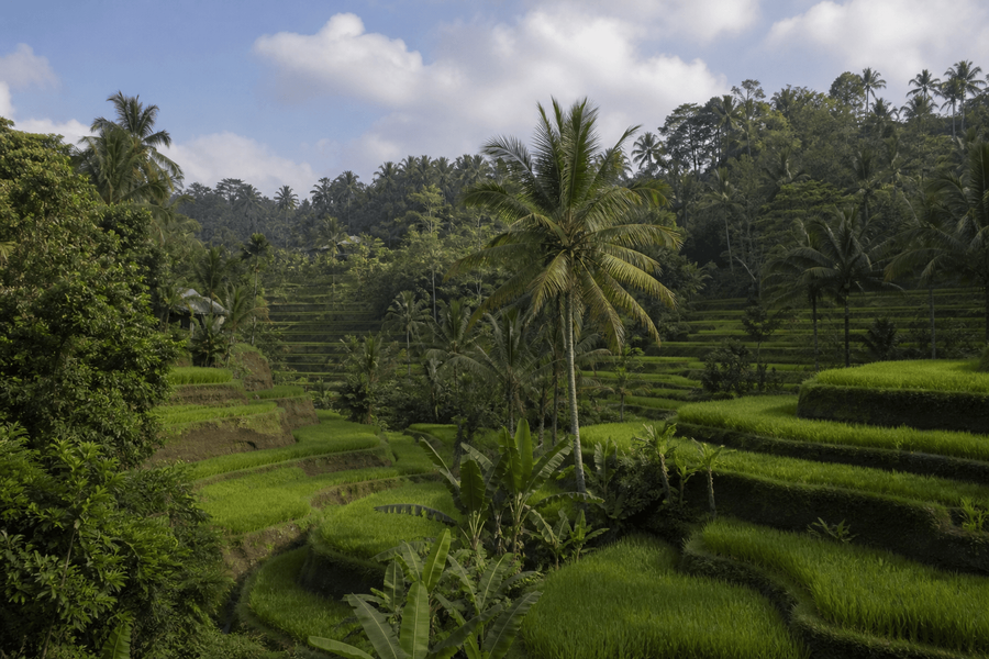 Tegallalang Rice Terraces & Ubud