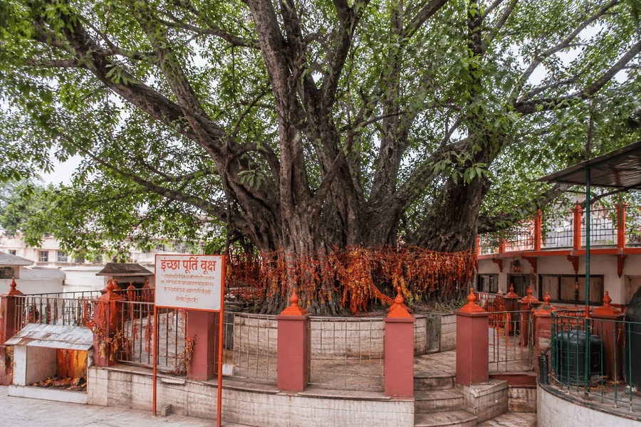Wish-Fulfillment Tree