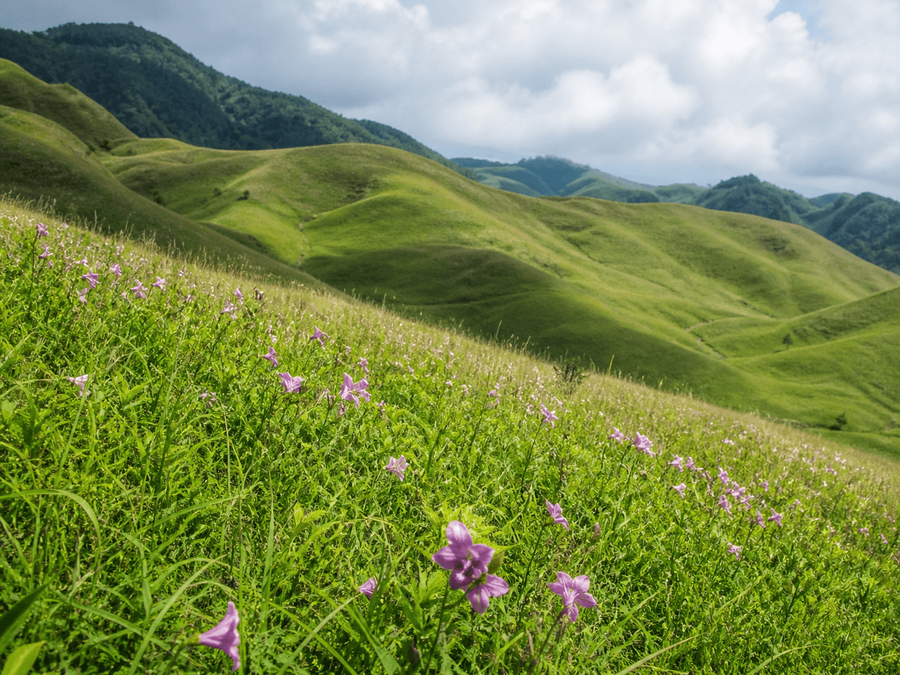 Dzukou Valley highlight