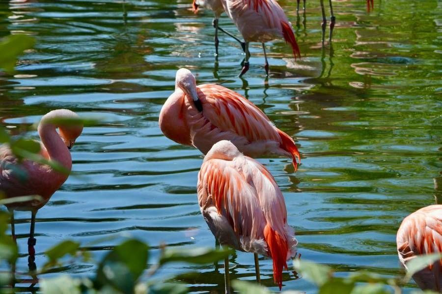 8 Must-Visit Destinations in Maharashtra This Flamingo Season