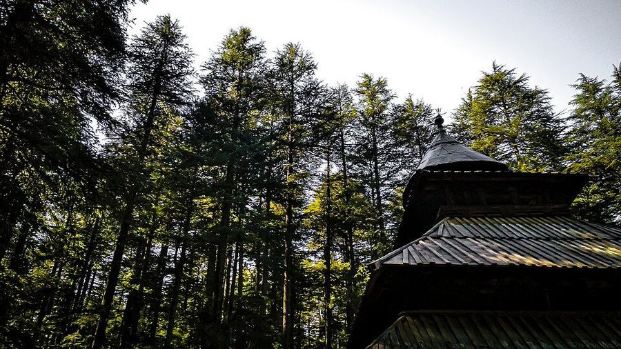 Sacred Deodar Forest