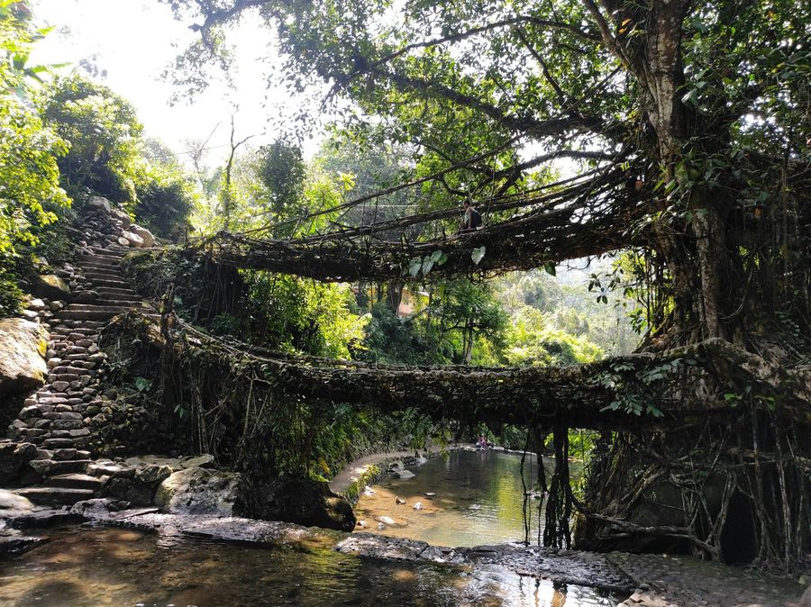 Double Decker Root Bridge