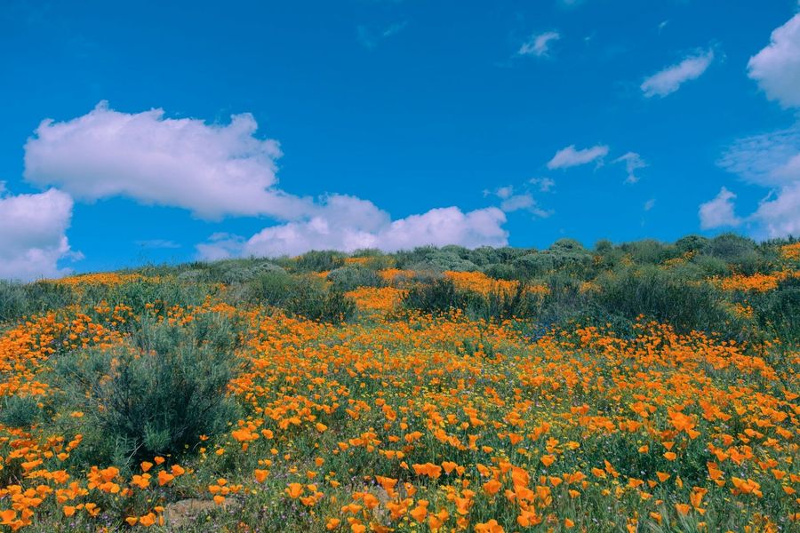 Wildflower Carpet