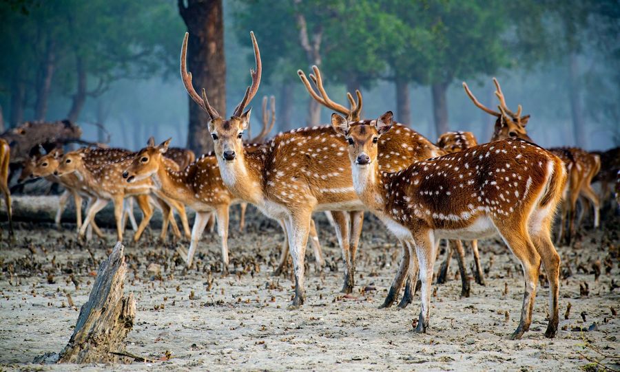 Sundarbans highlight