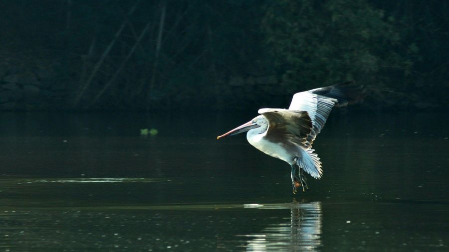 Ranganathittu Bird Sanctuary highlight