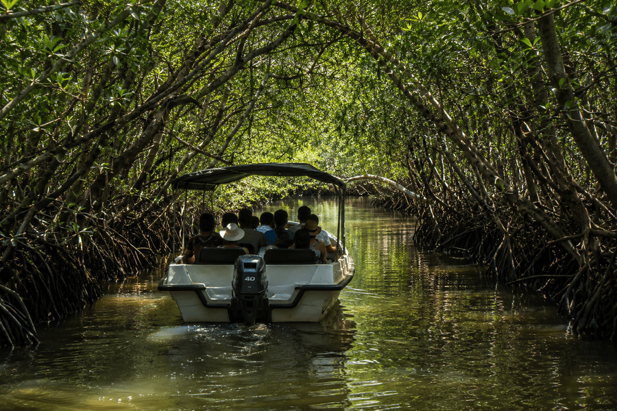 Mangrove tunnels
