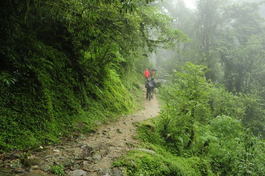 Coorg Coffee Estate Treks and Chikmagalur Forest Trails Perfect for Weekend Adventure Travel