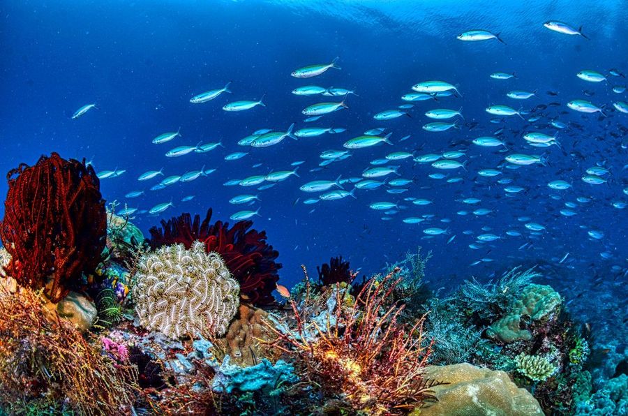 Marine biodiversity