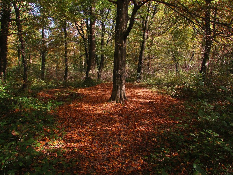 Oak-Rhododendron Forest