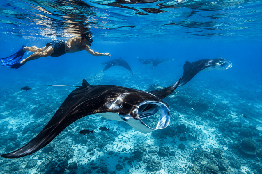 Swimming with Manta Rays at Drawaqa Island