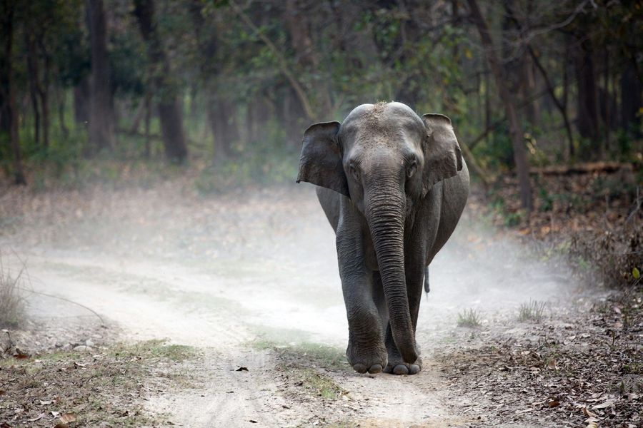 Elephant Herds at Ramganga