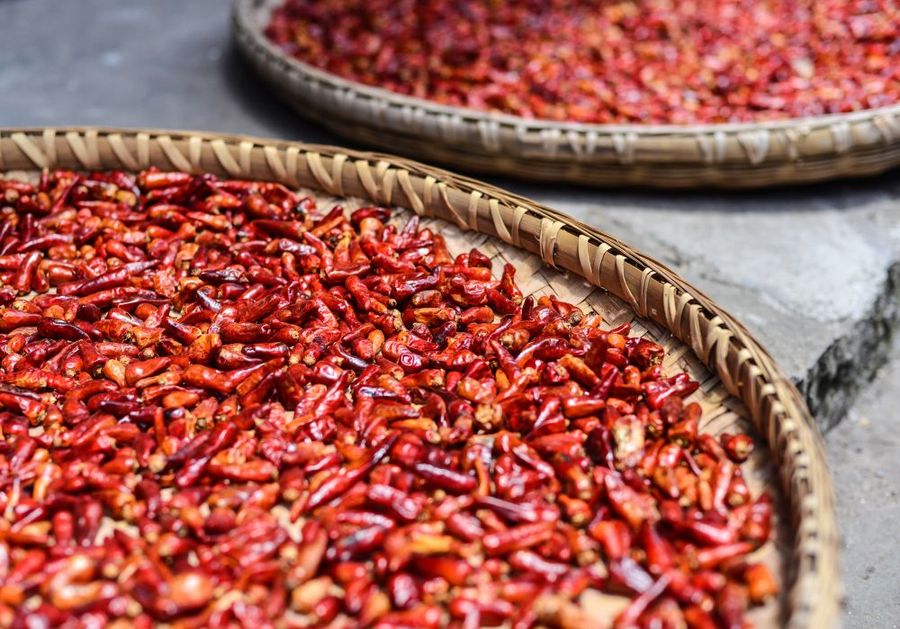 A Journey Through the Fiery Red Mirchi Yards of Guntur the Chili Capital of India