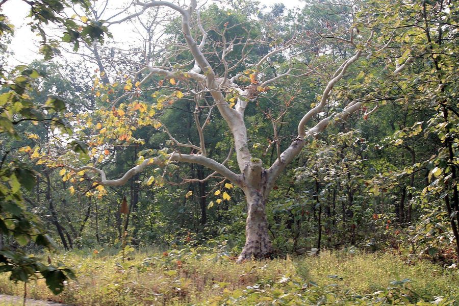 Tadoba National Park highlight