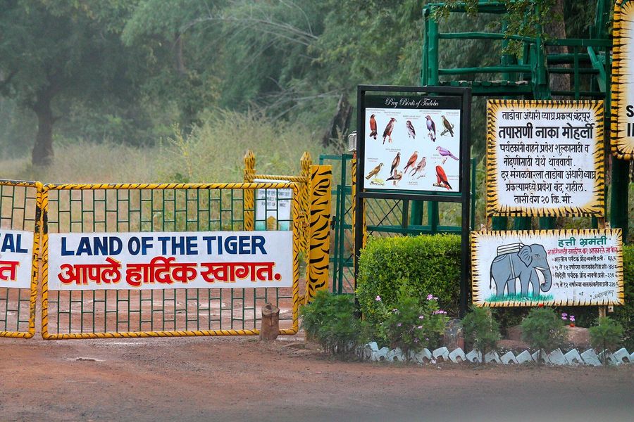 Tadoba National Park highlight