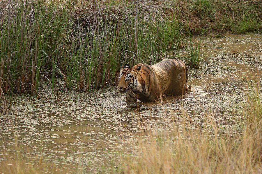 Tadoba National Park highlight