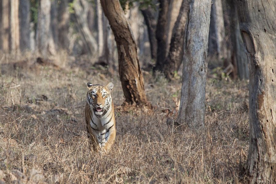 Tadoba National Park highlight