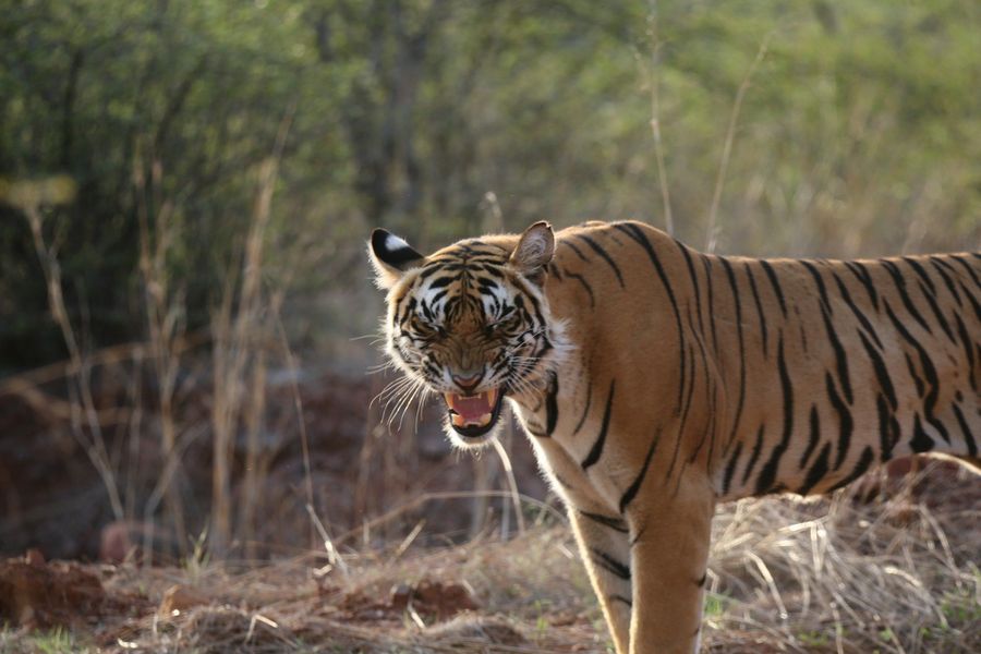 Tiger and Dhole Territory