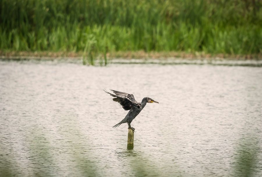 Ghat-Junction Bird Diversity