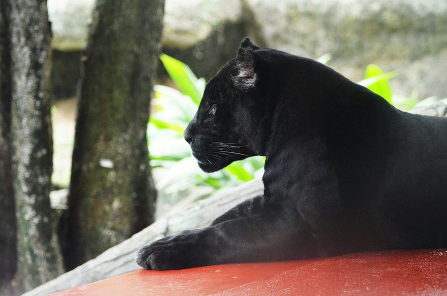 Black Panther Photography