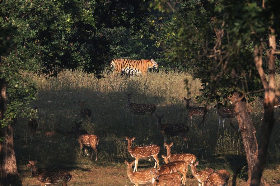 BRT Tiger Reserve Safari