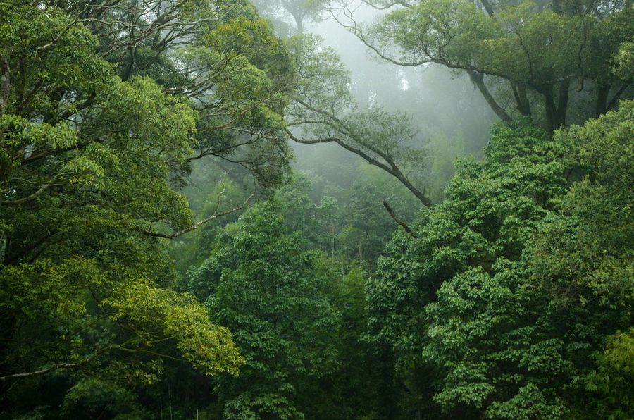 Rainforest Fringe