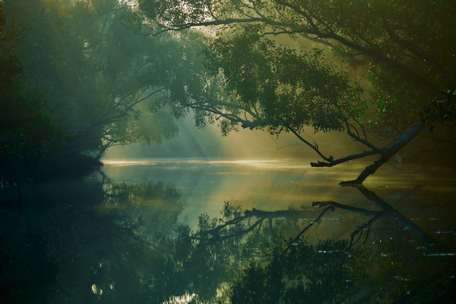 Sundarbans highlight