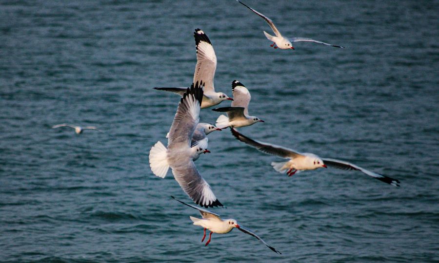Chilika Lake highlight