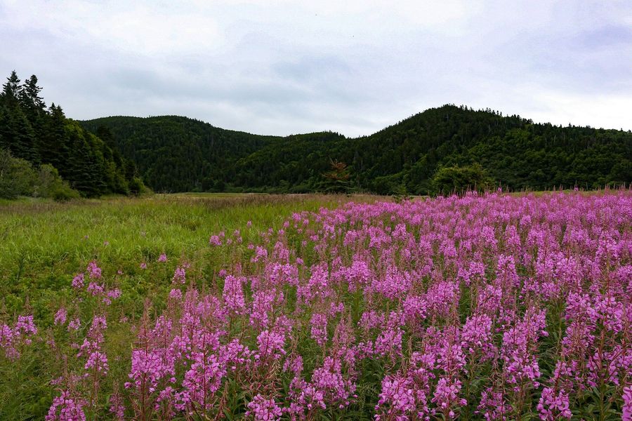 Valley of Flowers National Park