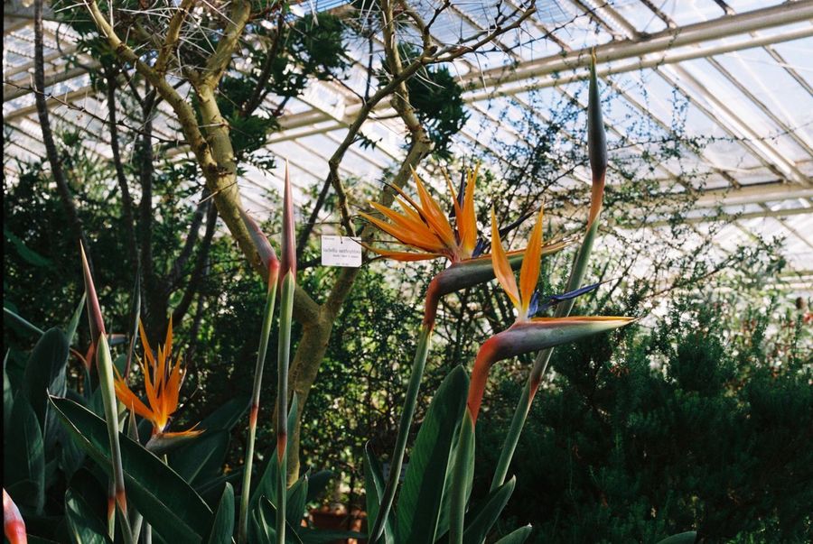 Palmengarten