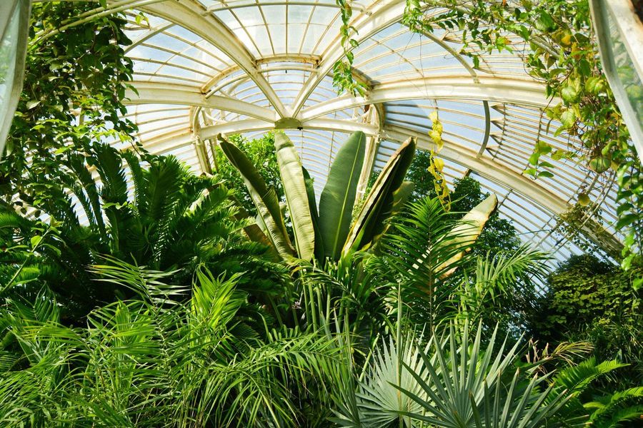 Palm House