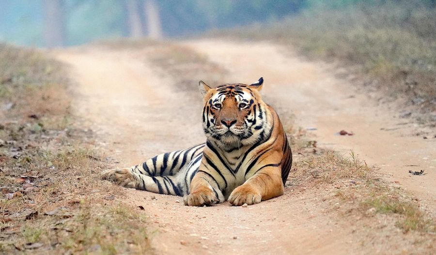 Kali Tiger Reserve Safari